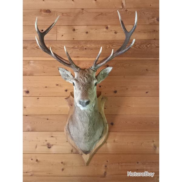 trophe de cerf 10 cors