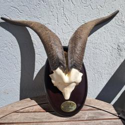 Trophée de chèvre ; Capra hircus #2