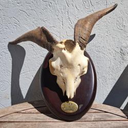 Trophée de chèvre tête bizarde ; Capra hircus #3