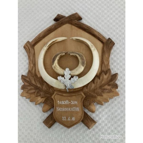 Trs grand trophe de sanglier - Tadjikistan - Longueur dfenses 23,5 cms et 23 cms