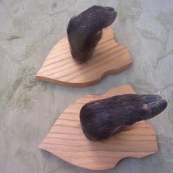 ratelier, porte-fusils  une arme pattes de sanglier