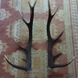BELLE PAIRE BOIS DE CERF 79CM