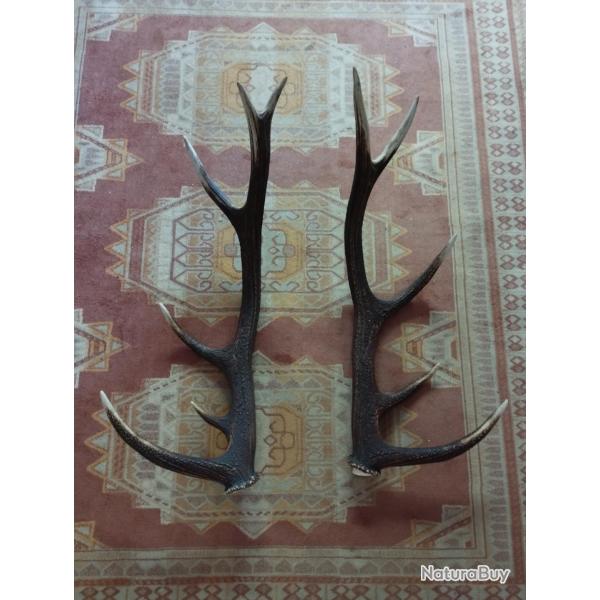 BELLE PAIRE BOIS DE CERF 79CM