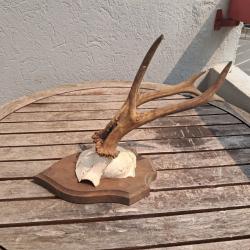 Trophée de chevreuil sur écusson #0908(5)