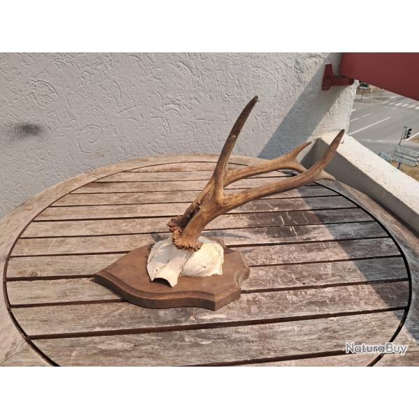 Trophe de chevreuil sur cusson #0908(5)