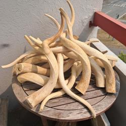 Corne de grand kudu ; noyau osseux (prix pour une corne aléatoire)