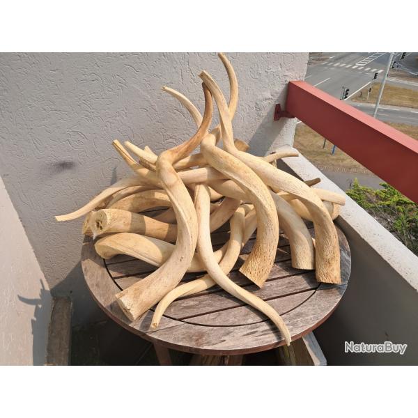 Corne de grand kudu ; noyau osseux (prix pour une corne alatoire)
