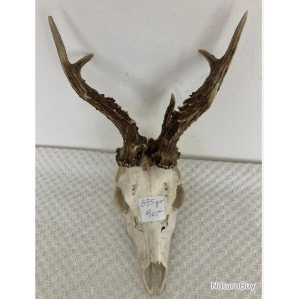 3 gros trophes de chevreuils - 376 grs - 342 grs - 356 grs - lot 4