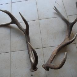 2 bois de cerf lot 5
