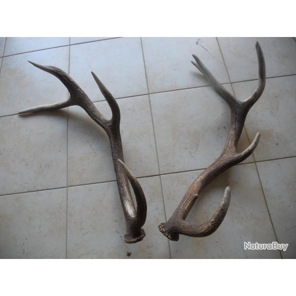 2 bois de cerf lot 5