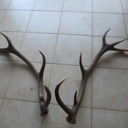 2 bois de cerf lot 8