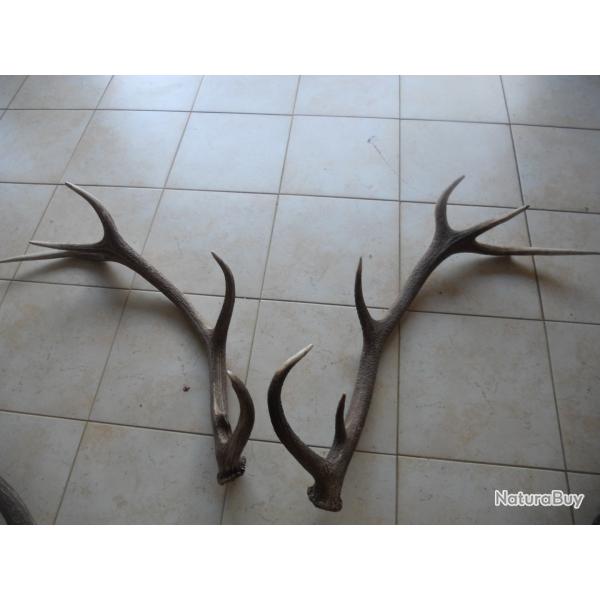 2 bois de cerf lot 8