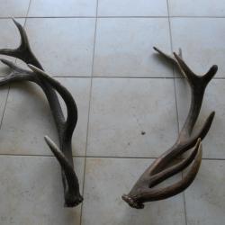 2 bois de cerf lot 6