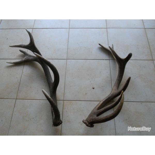 2 bois de cerf lot 6