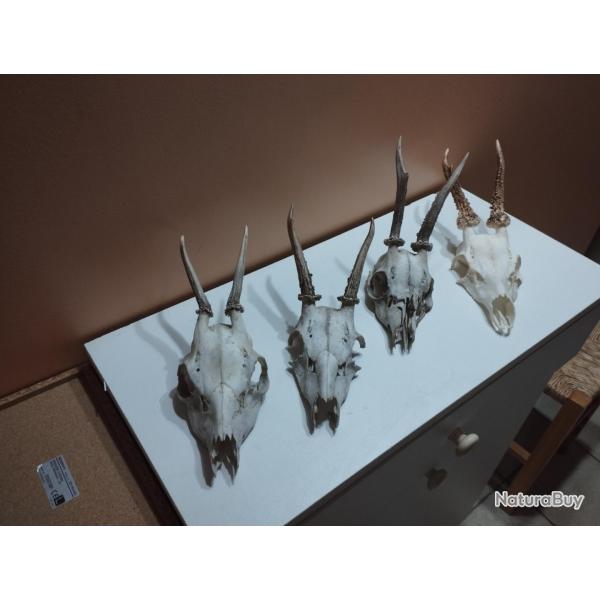 4 TROPHEE DE CHEVREUIL BROCARD TAXIDERMIE CHASSE