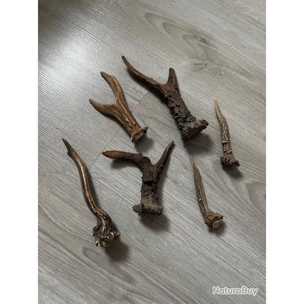 Lot de 6 vritables cornes