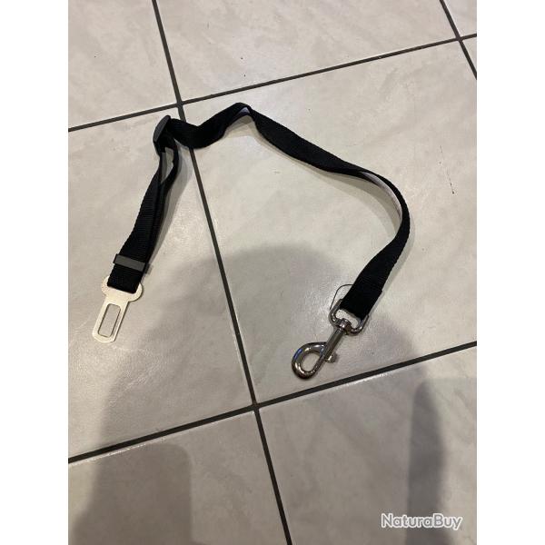 Laisse chien .. ceinture de scurit