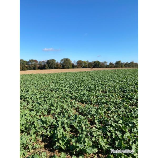 Recherche 2 actionnaires gros gibiers secteur Nemours (sud 77)