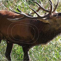 Blason Maximal grand gibier Howling deer