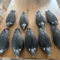 Pigeons enforceur 1/2 coques