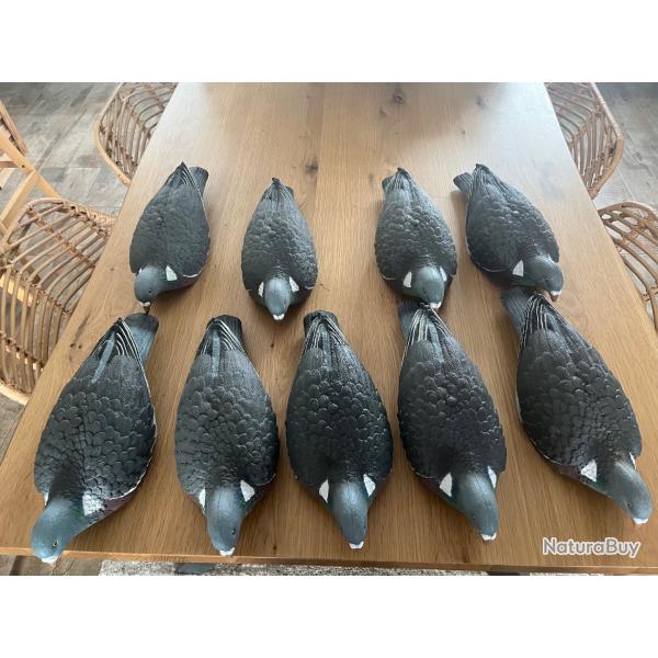 Pigeons enforceur 1/2 coques