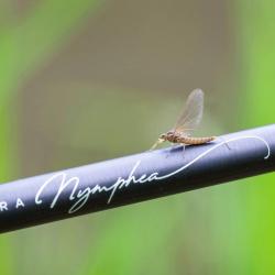 Marc Delacoste Natura nymphéa 345