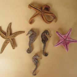 Collection de la Mer -Lot de 3 "HIPPOCAMPES" et 3 "ETOILES de MER" .Séchés