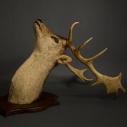 Trophée Monumental de Cerf à 12 Cors 110 cm provenant d'un Pavillon de chasse Château Bourgogne