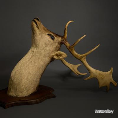 Magnifique massacre tête de cerf 12 cors - Massacres (14255378