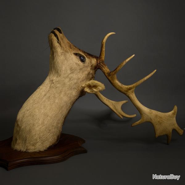 Trophe Monumental de Cerf  12 Cors 110 cm provenant d'un Pavillon de chasse Chteau Bourgogne