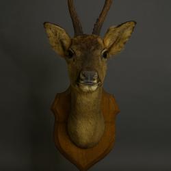 Trophée de Chevreuil - 6 Cors - Pavillon de Chasse Château en Bourgogne
