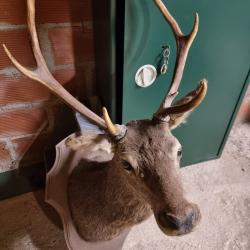 Tête de cerf 8 cors