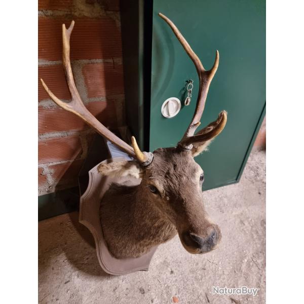 Tte de cerf 8 cors