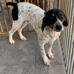 jeune chien mâle croisé wachtelhund et griffon bleu