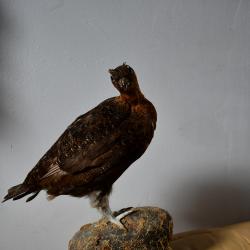 Grouse empaillée