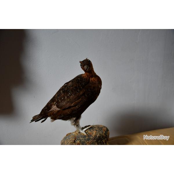 Grouse empaille