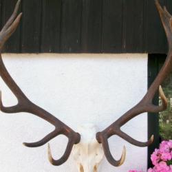 Très grosse paire de mues d'un cerf 14 cors - mues montées sur le crâne original de l'animal -