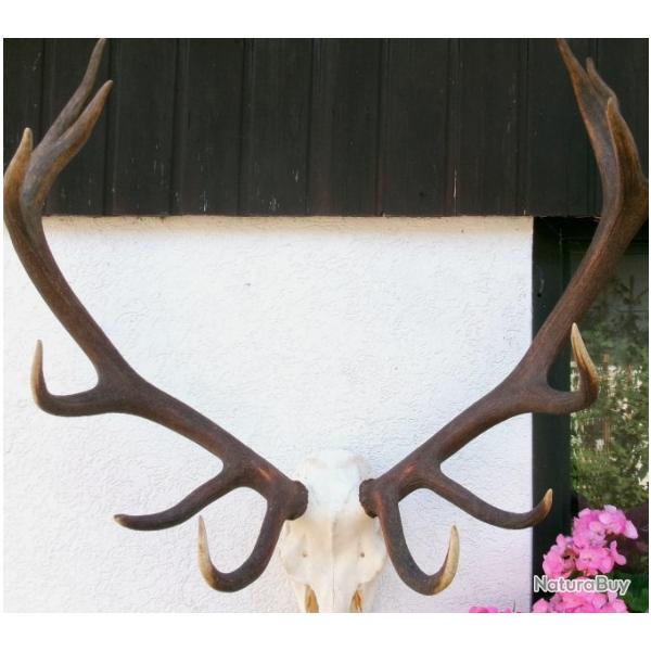 Trs grosse paire de mues d'un cerf 14 cors - mues montes sur le crne original de l'animal -