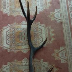 UN BOIS MUE CERF 5 CORS TEINT 75CM