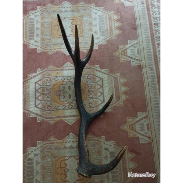 UN BOIS MUE CERF 5 CORS TEINT 75CM