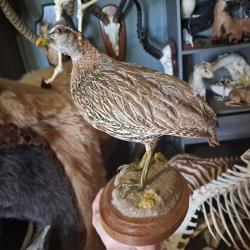 Taxidermie de Francolin à double éperon ; francolinus bicalcaratus