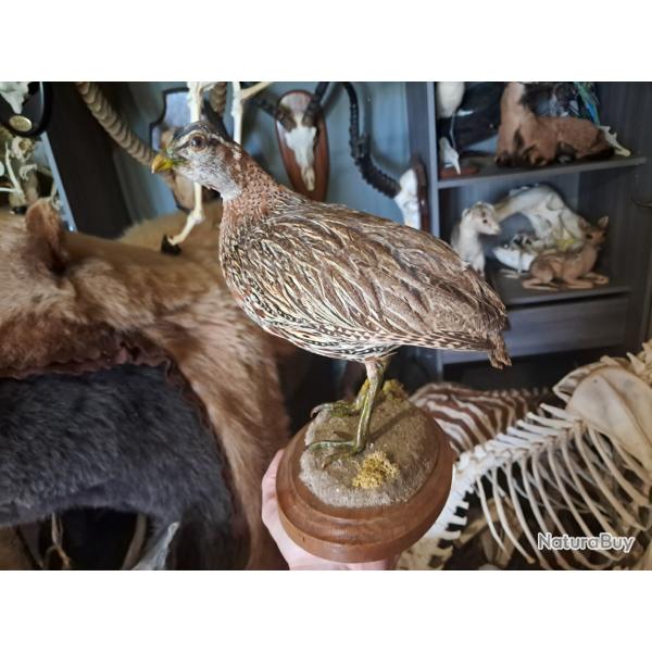 Taxidermie de Francolin  double peron ; francolinus bicalcaratus