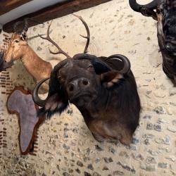 Taxidermie d'un buffle Caffer en cape