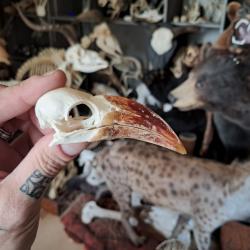 Crâne de calao à bec rouge ; Tockus erythrorhynchus #5