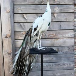 Taxidermie d'un paon arlequin