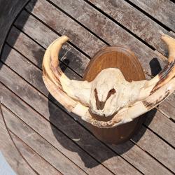 Trophée "museau" de phacochère #2