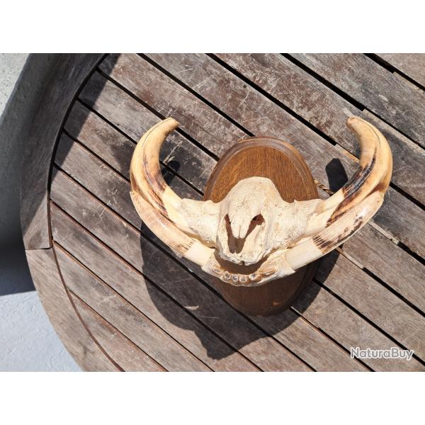 Trophe "museau" de phacochre #2