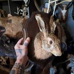 Taxidermie de Lièvre