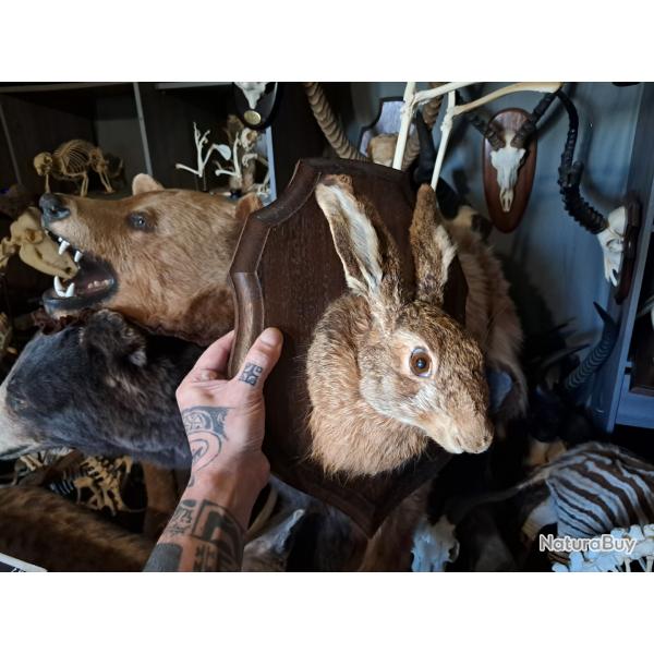 Taxidermie de Livre