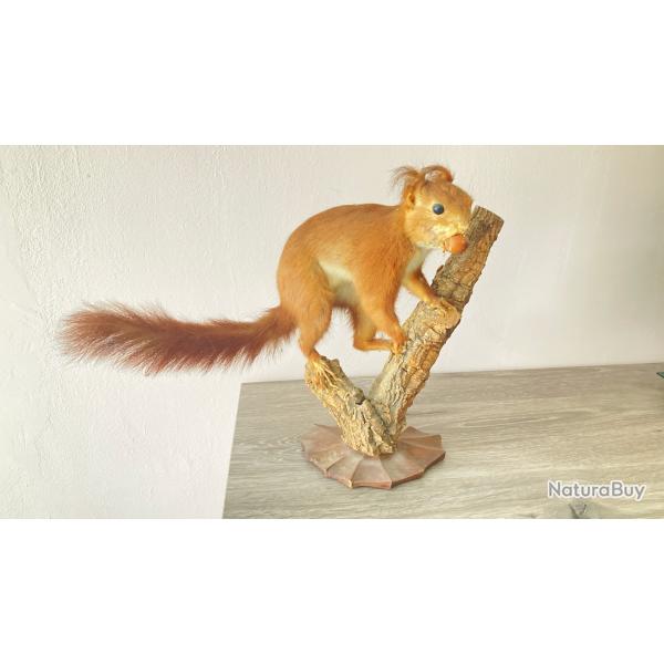 cureuil naturalis